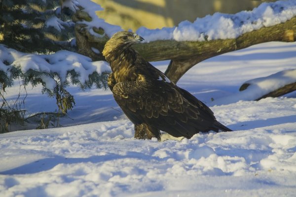 Народное голосование. ТОП-20 фотографий за 20.02.2023 г.