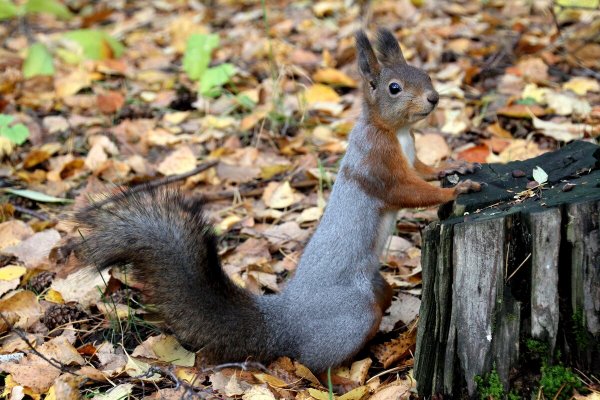 Народное голосование. ТОП-20 фотографий за 08.10.2023 г.