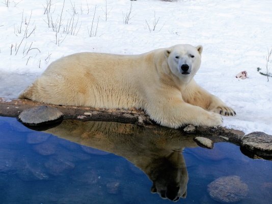 Народное голосование. ТОП-20 фотографий за 15.01.2024 г.