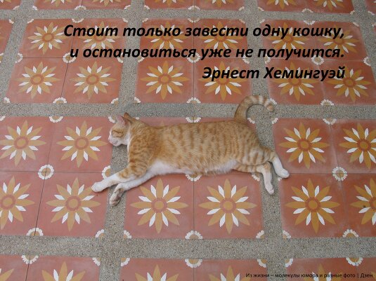 Котики и юмор