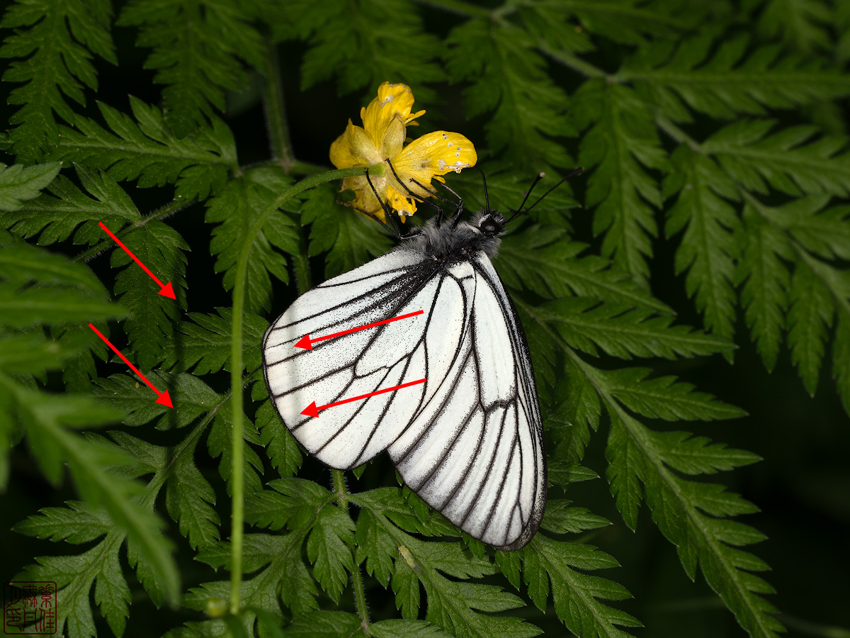 Moonlight butterfly horn