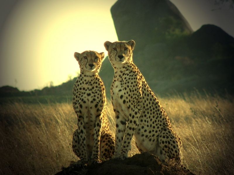 Расположенный в самом центре Танзании, национальный парк Руаха - самый круп...