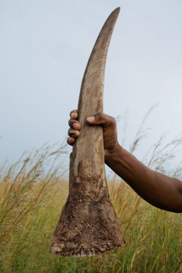 рог черного носорога, фото:Brent Stirton