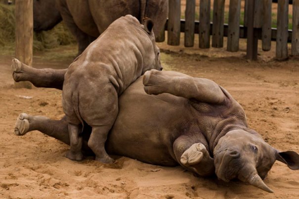 парк Квазулу-Натал, Юж.Африка, малыш играет с матерью