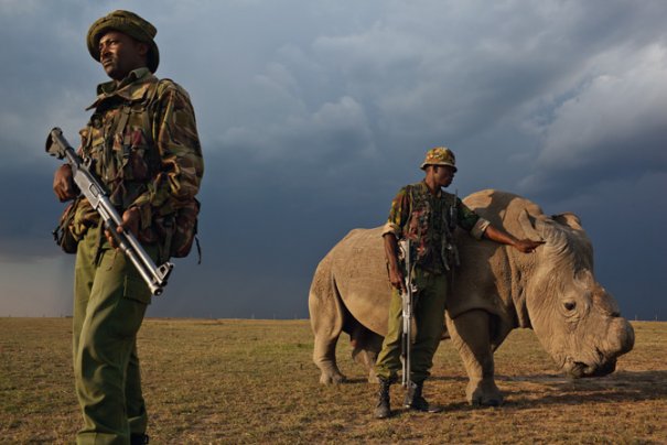 фото:Brent Stirton