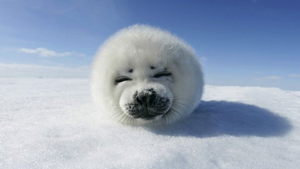 Улыбающийся белёк-детеныш тюленя