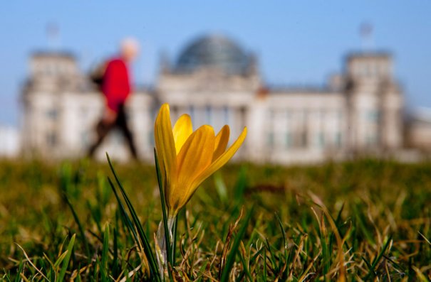 Первые весенние цветы на лужайке, Рейхстаг, Берлин (фото:Thomas Peter)