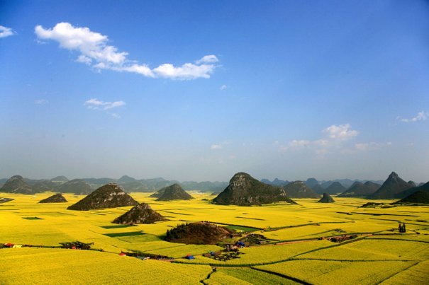Рапсовые поля, провинция Юньнань, Китай.