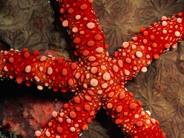 Морская звезда Нардоа Фрианти, фото:Wolcott Henry