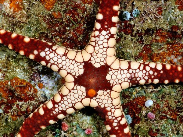 Морская звезда, Соломоновы острова , фото:Wolcott Henry