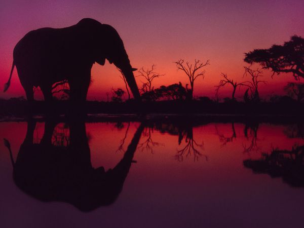 Слон на водопое, Ботсвана, фото:Frans Lanting