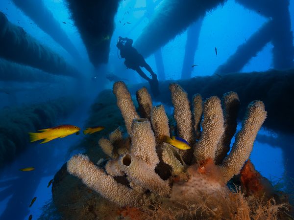 Коралловые сады, Мексиканский залив, фото:David Doubilet