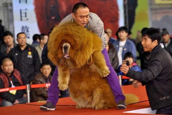 Китайская собака Чау-Чау стала любимицей собаководов!