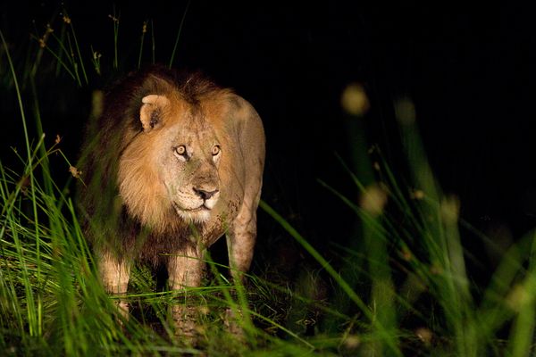 Король Лев!, дель реки Окаванго, Ботсвана, фото:Roy Toft
