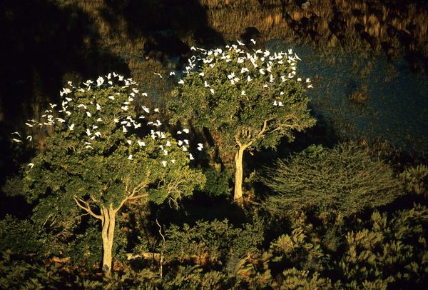 "Маскировка под цветы", фото: George Steinmetz