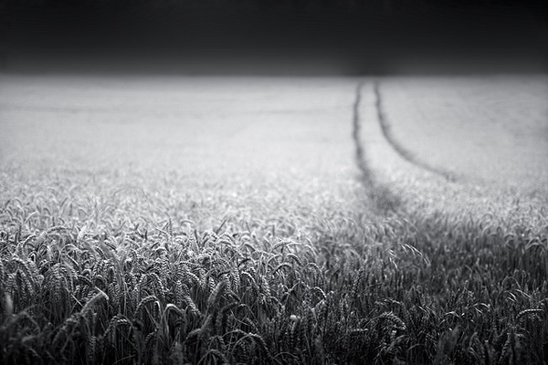 фотограф Chris Friel