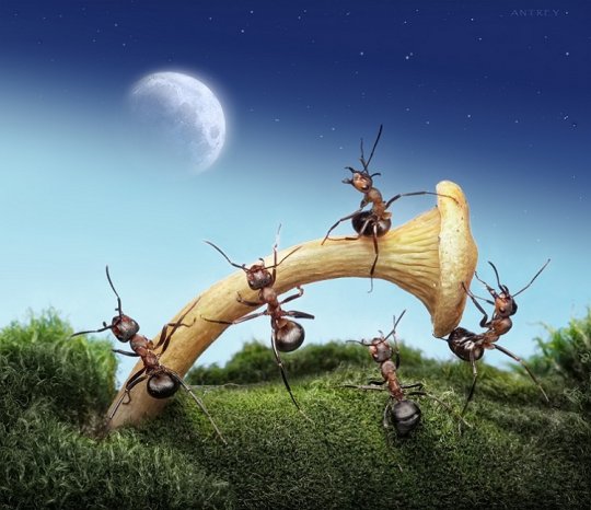 Жил весёлый муравей.Много он имел друзей,