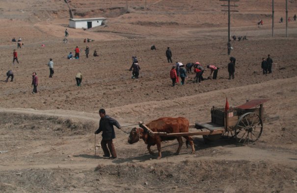 "Колхоз - дело благородное!", Северная Корея, 2012 год