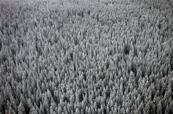 Еловый бор, неподалеку от городка Власич, Босни и Герцоговина, фотограф: Dado Ruvic