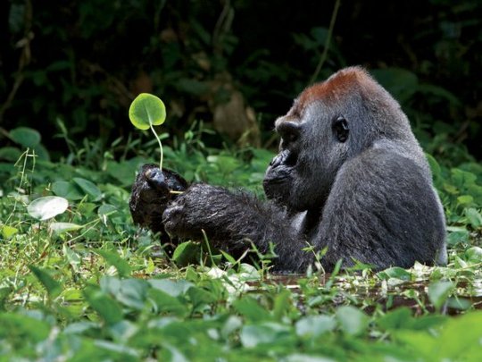 Сероспинная горилла, Африка (фото:Ian Nichols)