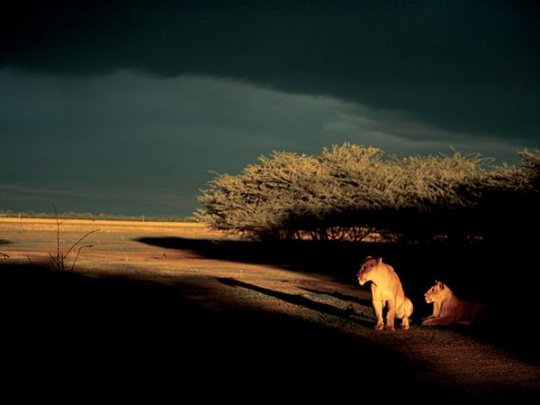 Львицы, Ботсвана(фото:Beverly Joubert)