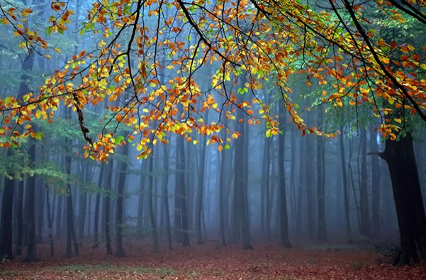 Roeselien Raimond