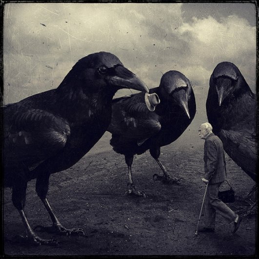 Crows © Sarolta Bán