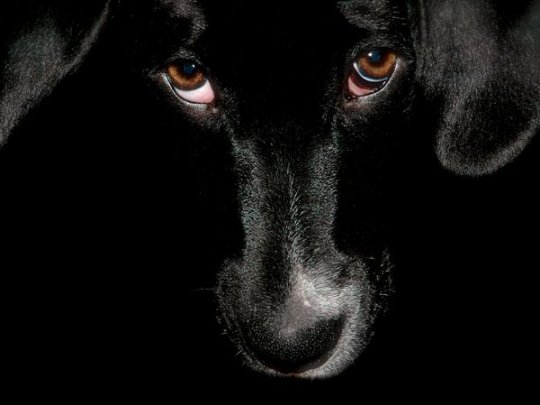 Черный пес (фото:Tarik Mahmutovic)