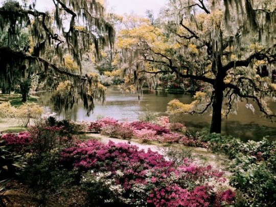 сад Мидлтон,Южная Каролина (фото:B. Anthony Stewart)