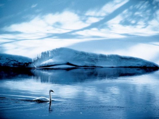 Лебедь, штат Вайоминг, США (фото:James P. Blair)