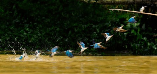 Зимородки,р.Кинабатанган,Борнео (фото:C.S. Ling)