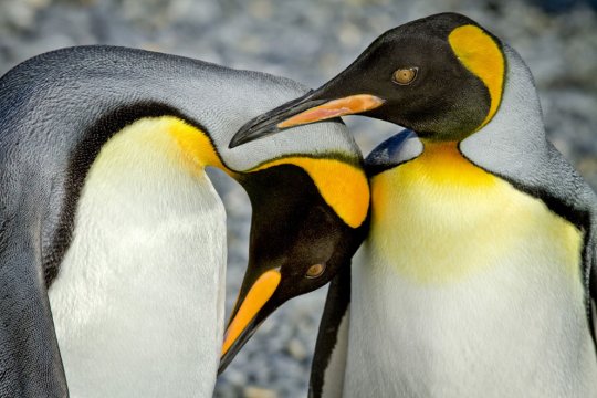 Королевские пингвины (фото:Jamie Scarrow)