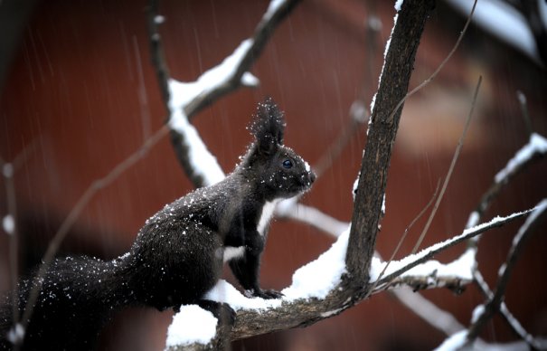 (Nikolay Doychinov/AFP/Getty Images)