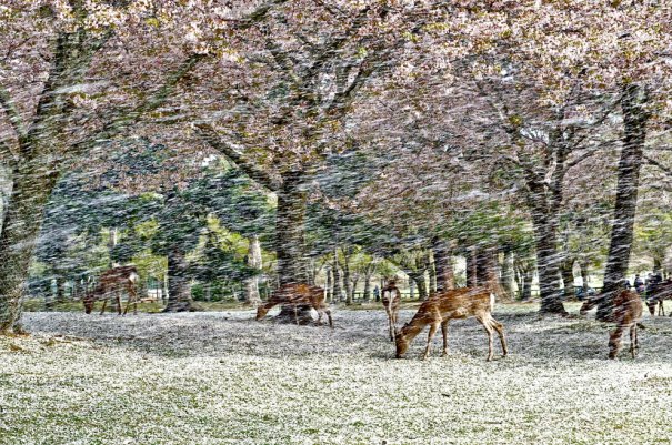 (Hisao Mogi/National Geographic Traveler Photo Contest)