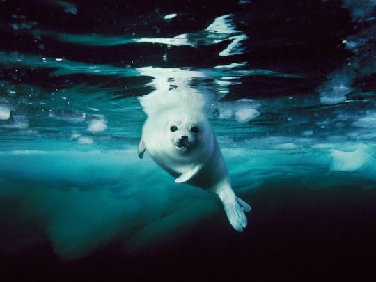 Белёк гренландского тюленя, Канада