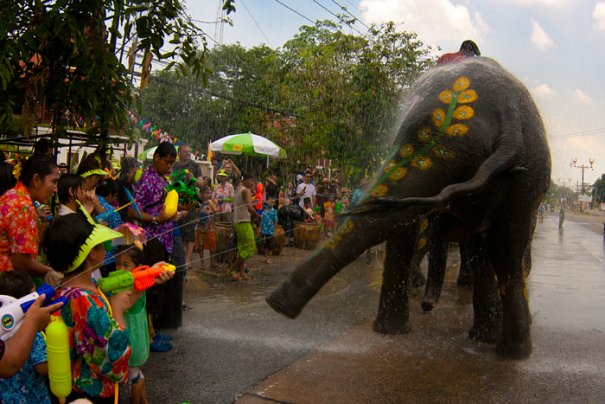 слон танцует под проливным "дождем"