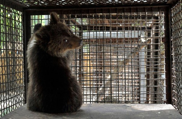 Reuters/Mihai Vasile/Four Paws