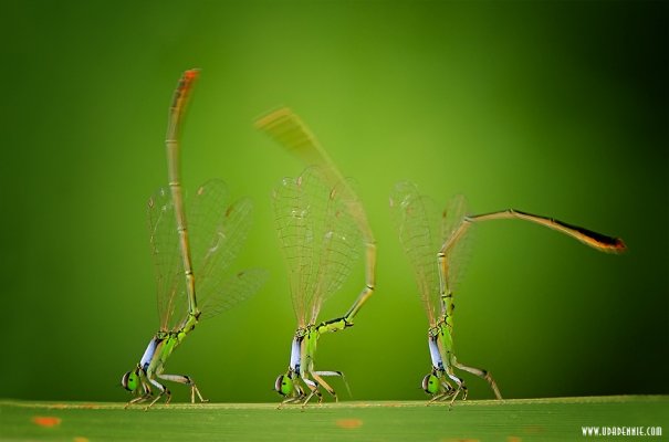 Великолепные фотографии насекомых Дени Алиспутра - №6