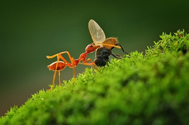 Великолепные фотографии насекомых Дени Алиспутра - №8