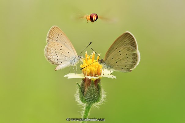 Великолепные фотографии насекомых Дени Алиспутра - №12