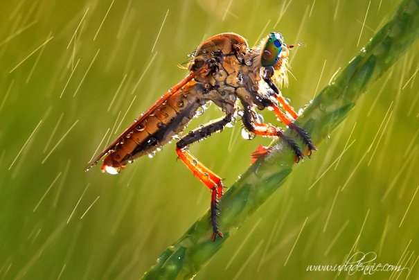 Великолепные фотографии насекомых Дени Алиспутра - №17
