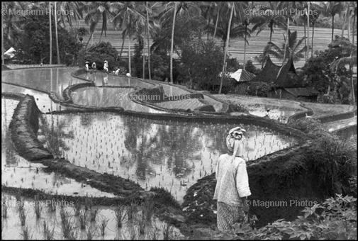 Индонезия. Рисовое поле. 1950. Henri Cartier-Bresson