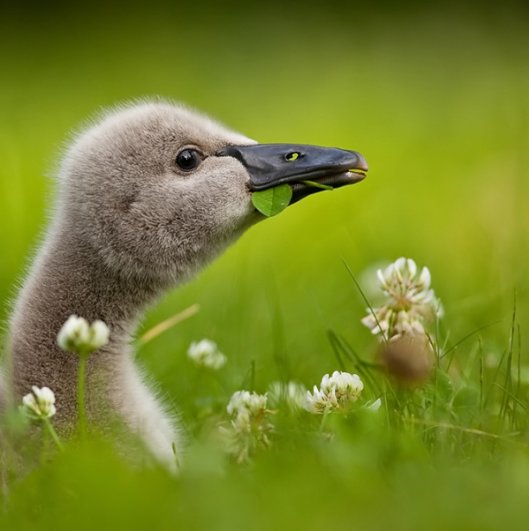 Robert Adamec