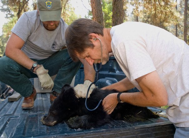 Reuters/USFS/Kari Greer