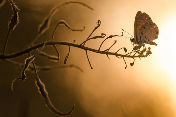 © Toni Guetta/National Geographic Photo Contest