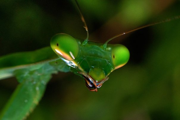 © Andrew Young/National Geographic Photo