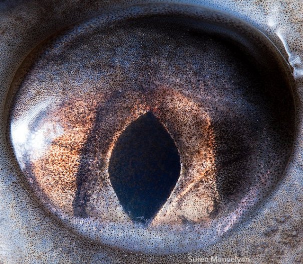 Глаза животных от Сюрен Манелян/Suren Manvelyan - №14