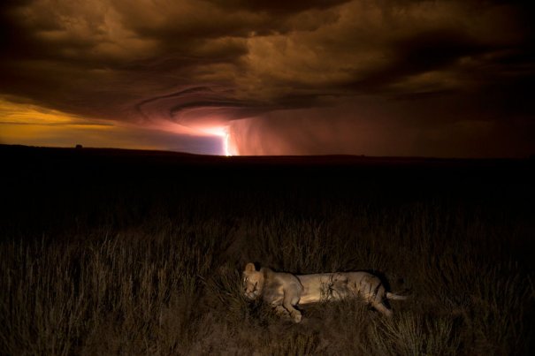 Hannes Lochner/Veolia Environnement Wildlife Photographer of the Year 2012