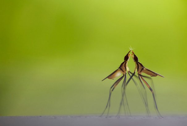 Klaus Tamm/Veolia Environnement Wildlife Photographer of the Year 2012