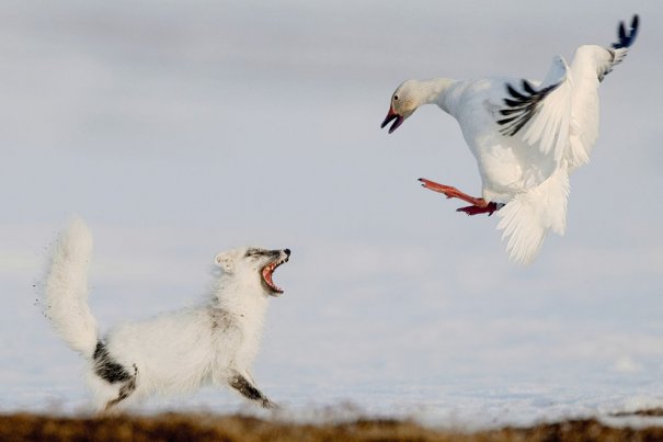 Sergey Gorshkov/Veolia Environnement Wildlife Photographer of the Year 2012